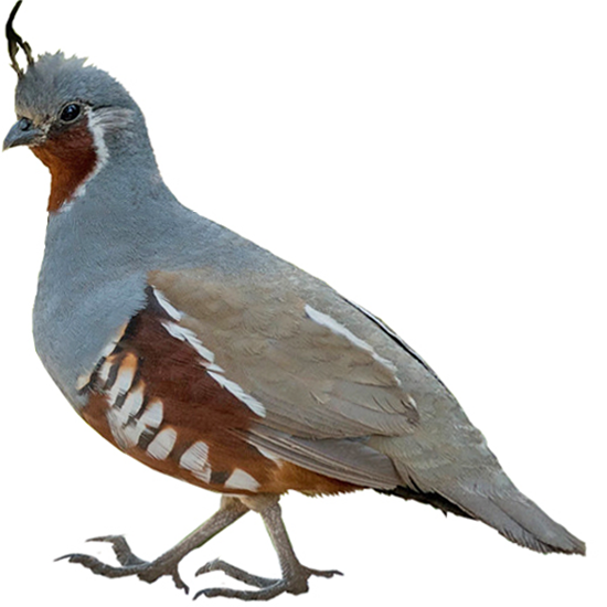 Mountain Quail